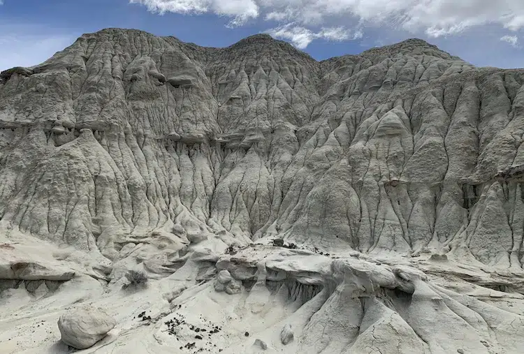 excursion bosque petrificado