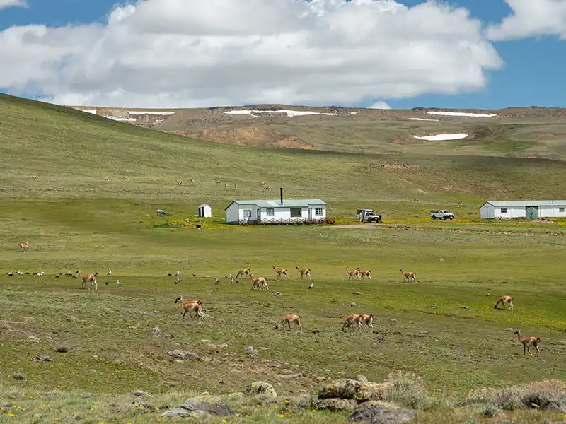 Grupo de guanacos pastando frente a un puesto de estancia, avistamiento de fauna autóctona durante el Safari Experience en El Calafate.